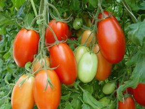 Roma Tomatoes