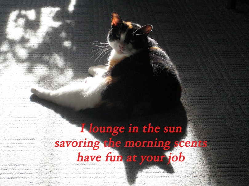 Cat Haiku